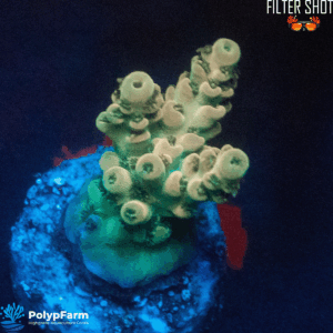 Acropora sp.