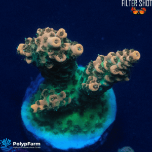 Acropora sp.