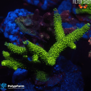 Acropora Staghorn "Green Highlighter"