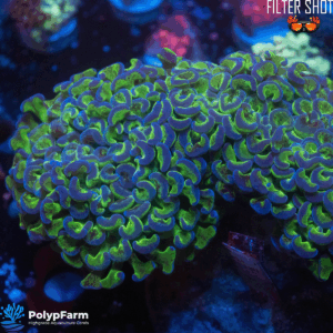 Alternative view of Euphyllia Ancora