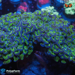 Euphyllia Ancora