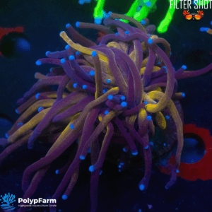 Euphyllia Glabrescens Branching Tiger 2H