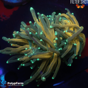 Euphyllia Glabrescens Branching Tiger 2H