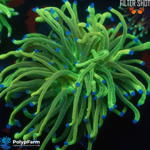 Euphyllia Glabrescens "Glitter Holy Grail"
