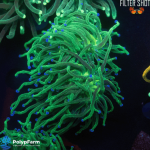 Euphyllia Glabrescens "Green Glitter" 2H