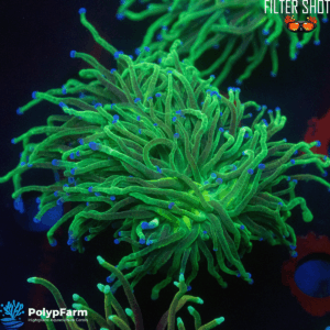 Euphyllia Glabrescens "Green Glitter" 2H