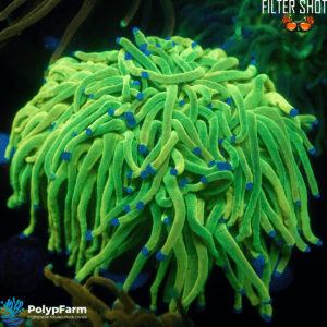 Euphyllia Glabrescens "Holy Grail" 2H
