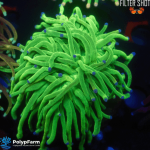 Euphyllia Glabrescens "Holy Grail B-Grade"