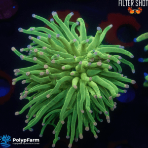 Euphyllia Glabrescens "Holy Grail Pink Tip" 1H