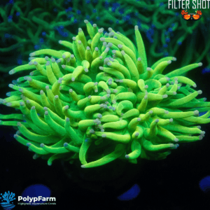 Euphyllia Glabrescens "Holy Grail Pink Tip" XXL Head