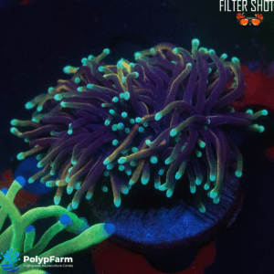 Euphyllia Glabrescens 2H
