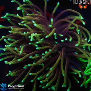 Euphyllia Glabrescens 2H