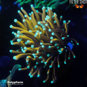 Euphyllia Glabrescens Malaysia