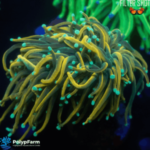 Euphyllia Glabrescens "TCK Mastertorch" Nachzucht DH