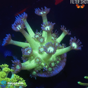 Goniopora sp. (Australia Tank raised)