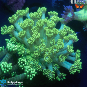 Goniopora sp. (Australia Tank raised)