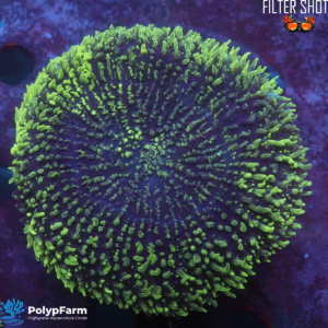 Lobophyllia "Green Hairy Ball"