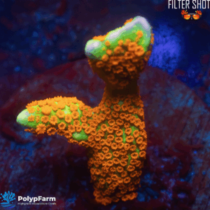 Montipora digitata
