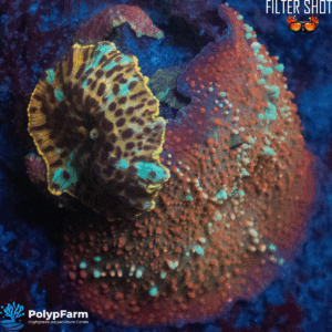 Discosoma sp. Blue-Red Bounce x Leopard Jawbreaker