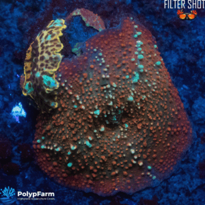 Alternative view of Discosoma sp. Blue-Red Bounce x Leopard Jawbreaker