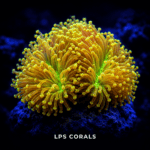 LPS Corals