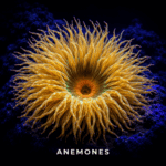 Anemones