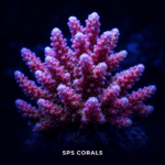 SPS Corals