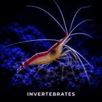 Invertebrates