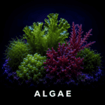Algae