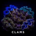 Clams