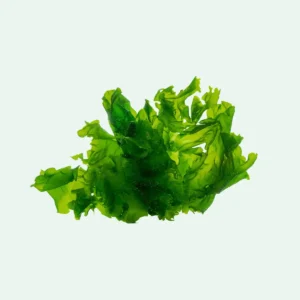 Ulva lactuca - Meersalat