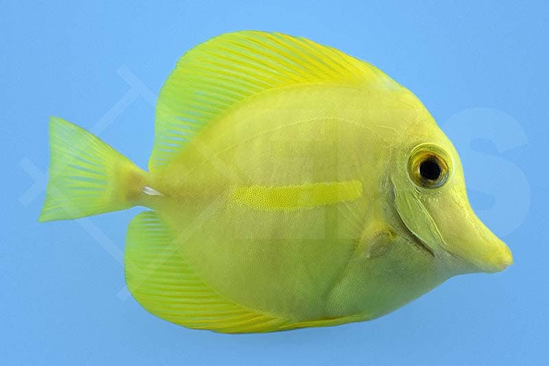Yellow tang fish in aquarium, vibrant marine fish for reef tanks.