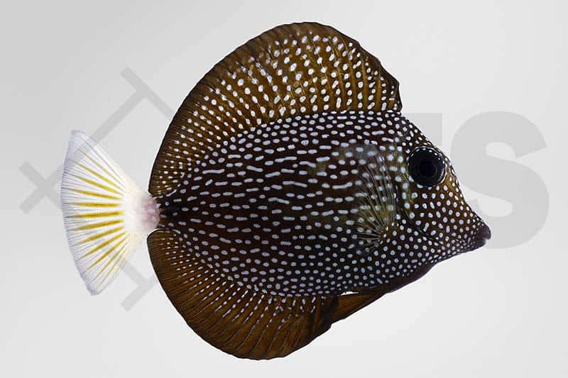 Close-up of Zebrasoma gemmatum, Mauritius Segelflossen Doktorfisch.