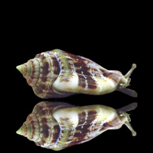 Conomurex luhuanus