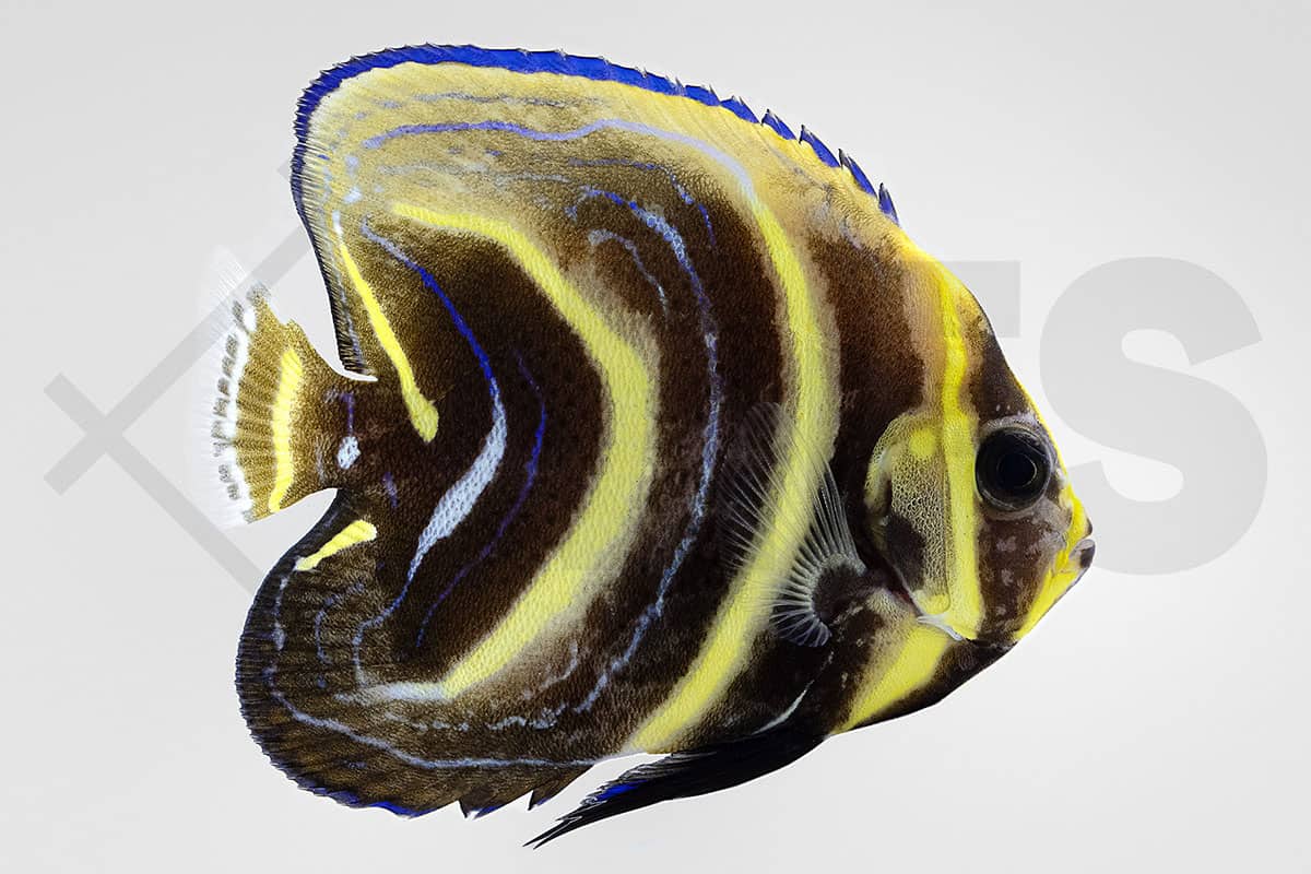 Pomacanthus zonipectus - Cortez Kaiserfisch NZ (2 - 3 cm)