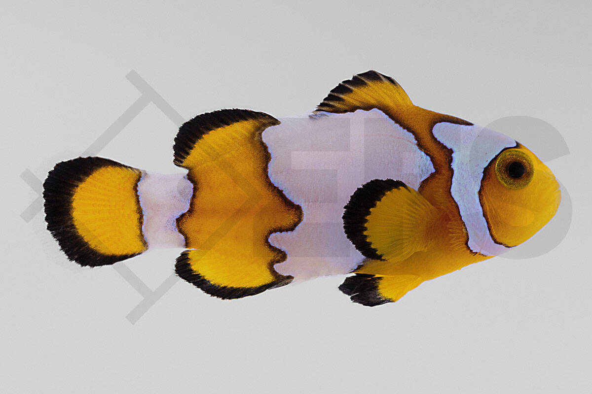 Amphiprion ocellaris - Falscher Clownfisch "Premium Snowflake" NZ (3 - 4 cm)