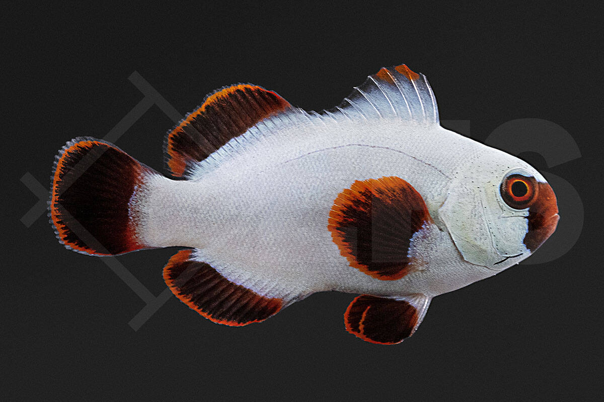 Premnas biaculeatus - Samtanemonenfisch "Gold Nugget" NZ (3 - 4 cm)