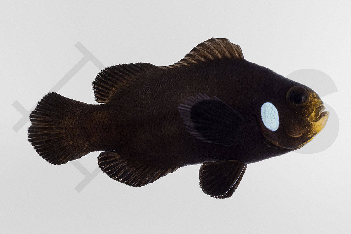 Amphiprion ocellaris - Falscher Clownfisch "Single Dot Domino" NZ (4 - 5 cm)