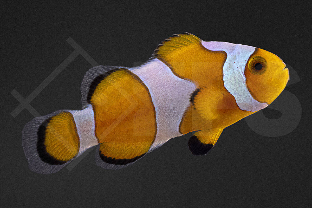 Amphiprion ocellaris - Falscher Clownfisch "Gladiator" DNZ (3 - 4 cm)