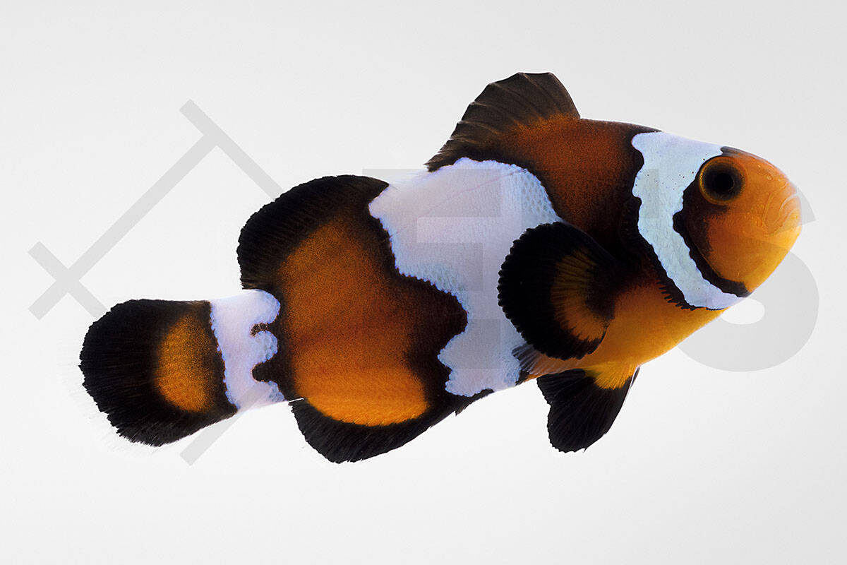 Amphiprion ocellaris - Falscher Clownfisch "Black Ice" NZ (3 - 4 cm)