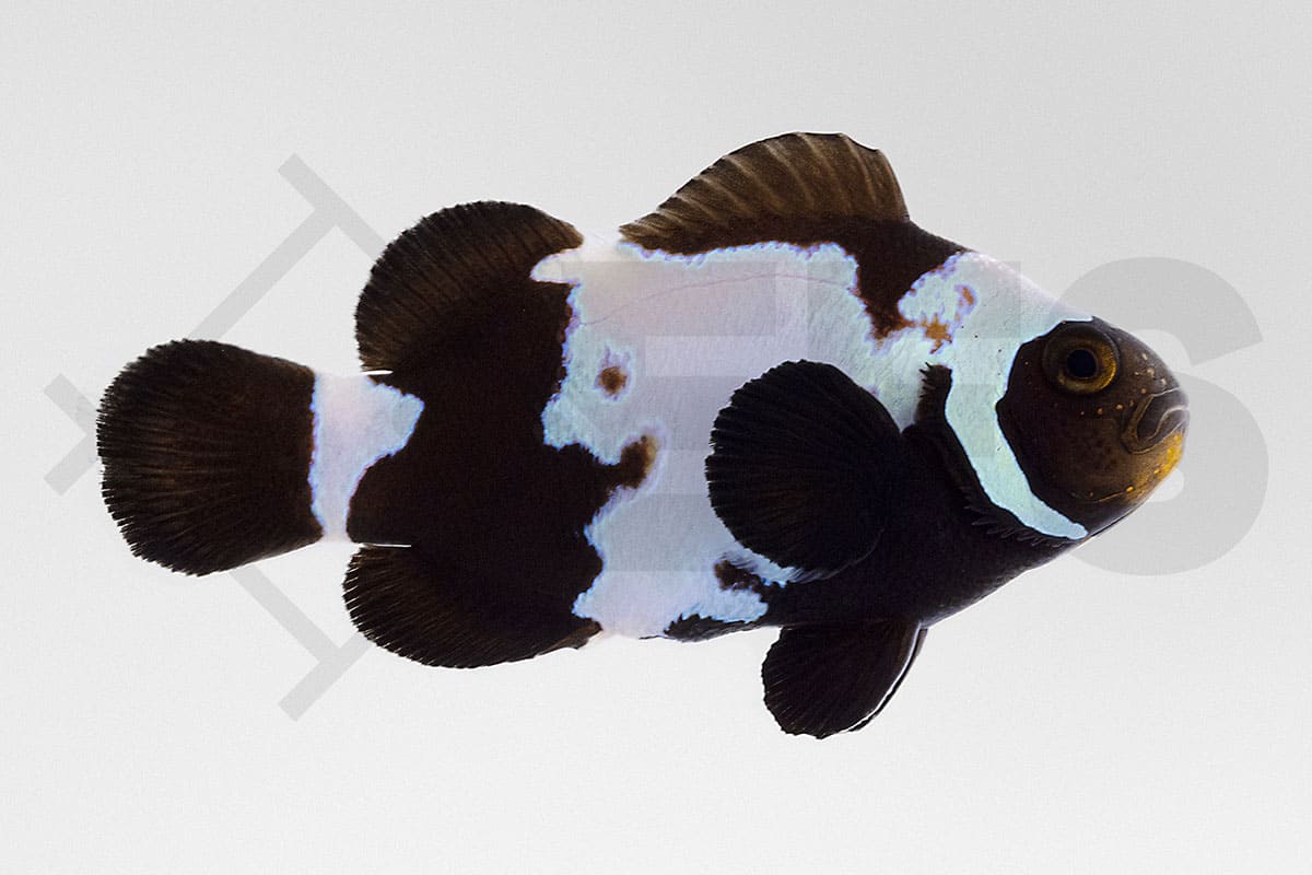 Amphiprion ocellaris - Falscher Clownfisch "Black Snowflake" NZ (3 - 4 cm)