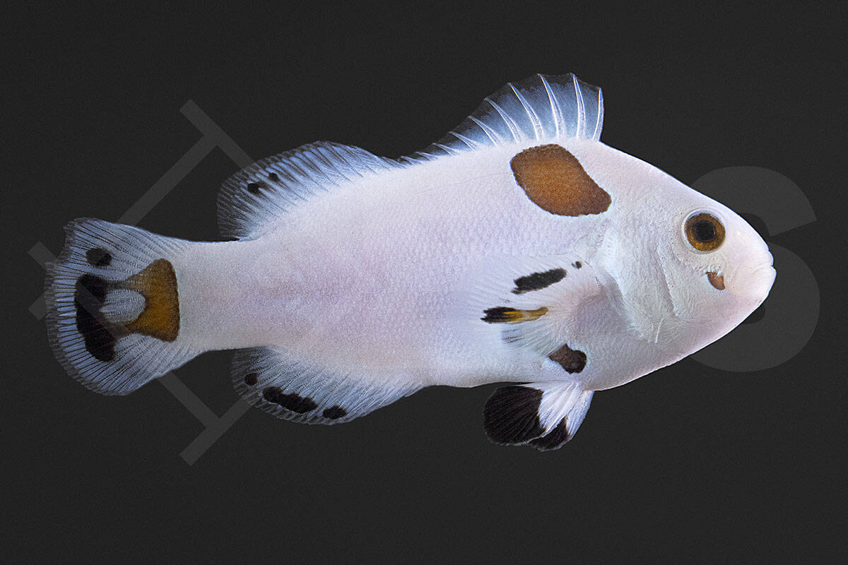 Amphiprion ocellaris - Falscher Clownfisch "Super Storm" NZ (3 - 4 cm)