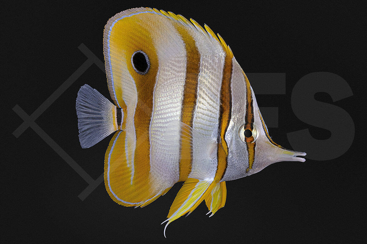 Chelmon rostratus - Orangebinden Pinzettfisch (9 - 11 cm)