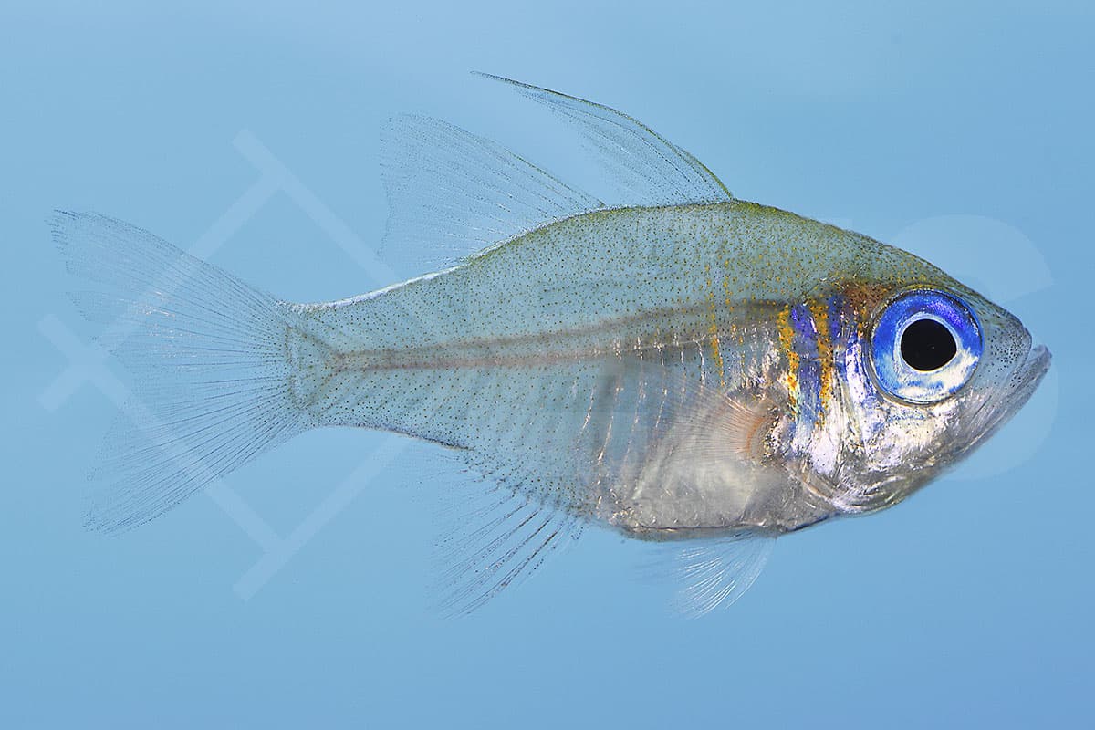 Zoramia leptacantha - Fadenflossen Kardinalbarsch (3 - 5 cm)