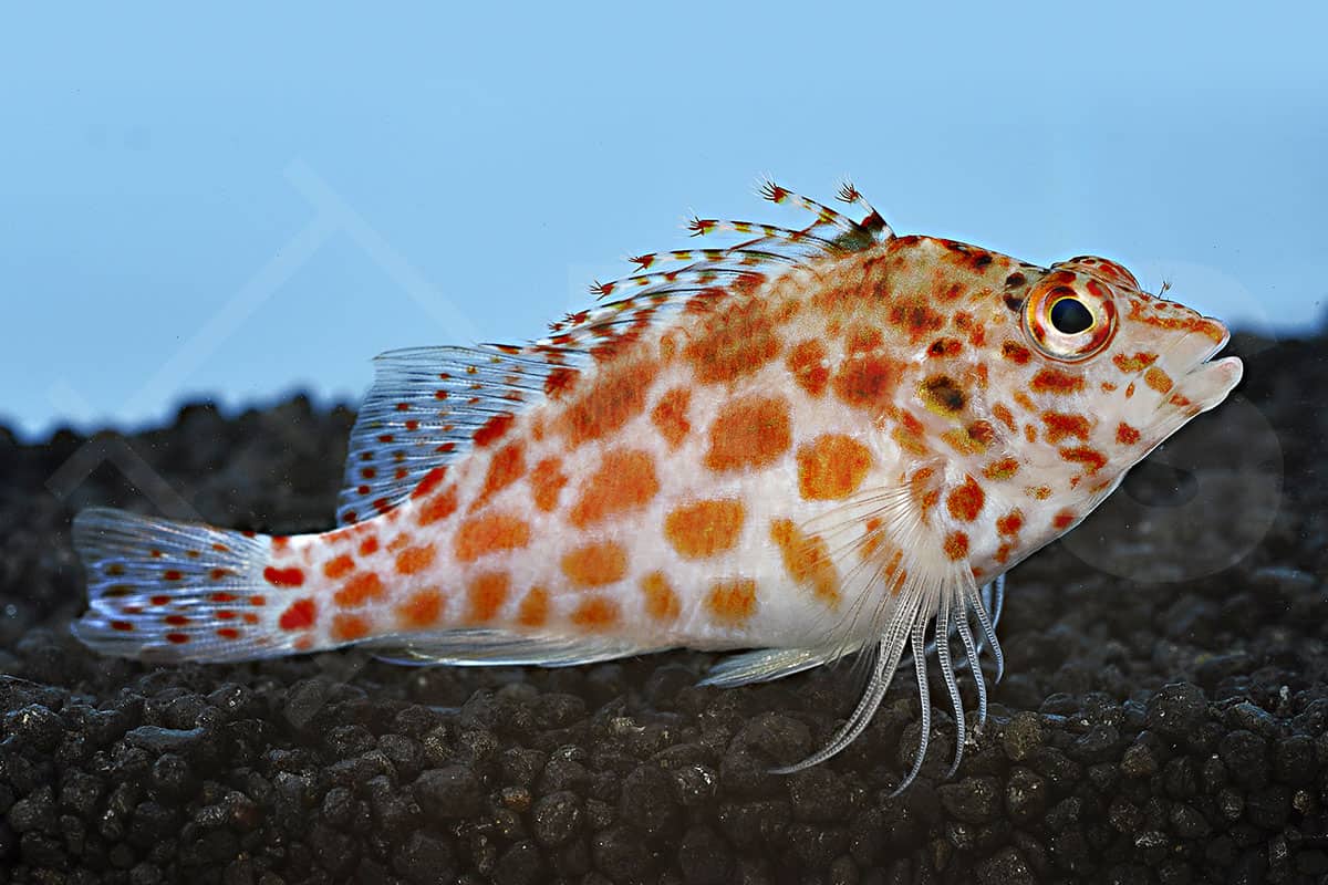 Cirrhitichthys oxycephalus - Gefleckter Korallenwächter (5 - 7 cm)