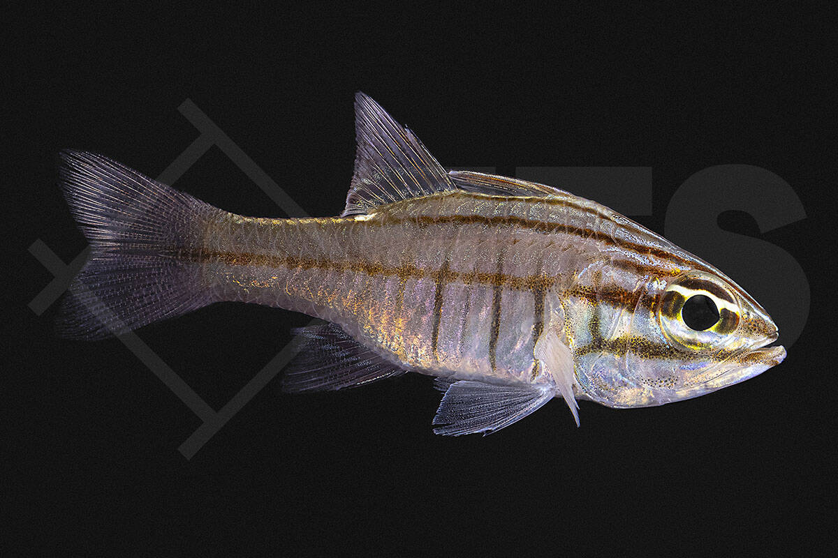 Ostorhinchus oxina - Oxina Kardinalbarsch (3 - 4 cm)