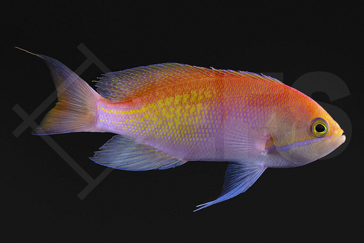 Pseudanthias kashiwae - Dreifarbiger Fahnenbarsch (6 - 7 cm)