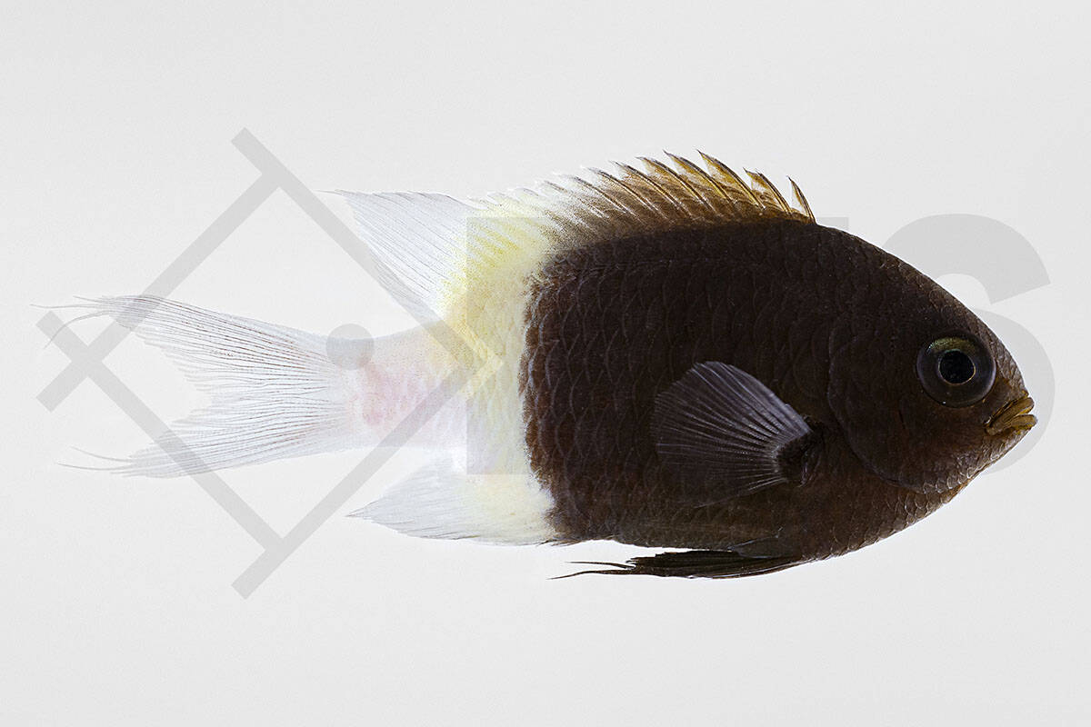Chromis dimidiata - Zweifarben Schwalbenschwanz (5 - 6 cm)