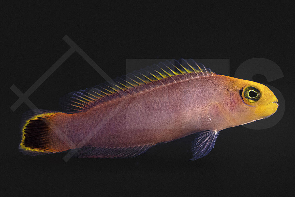 Pseudochromis elongatus - Eleganter Zwergbarsch NZ (2 - 3 cm)