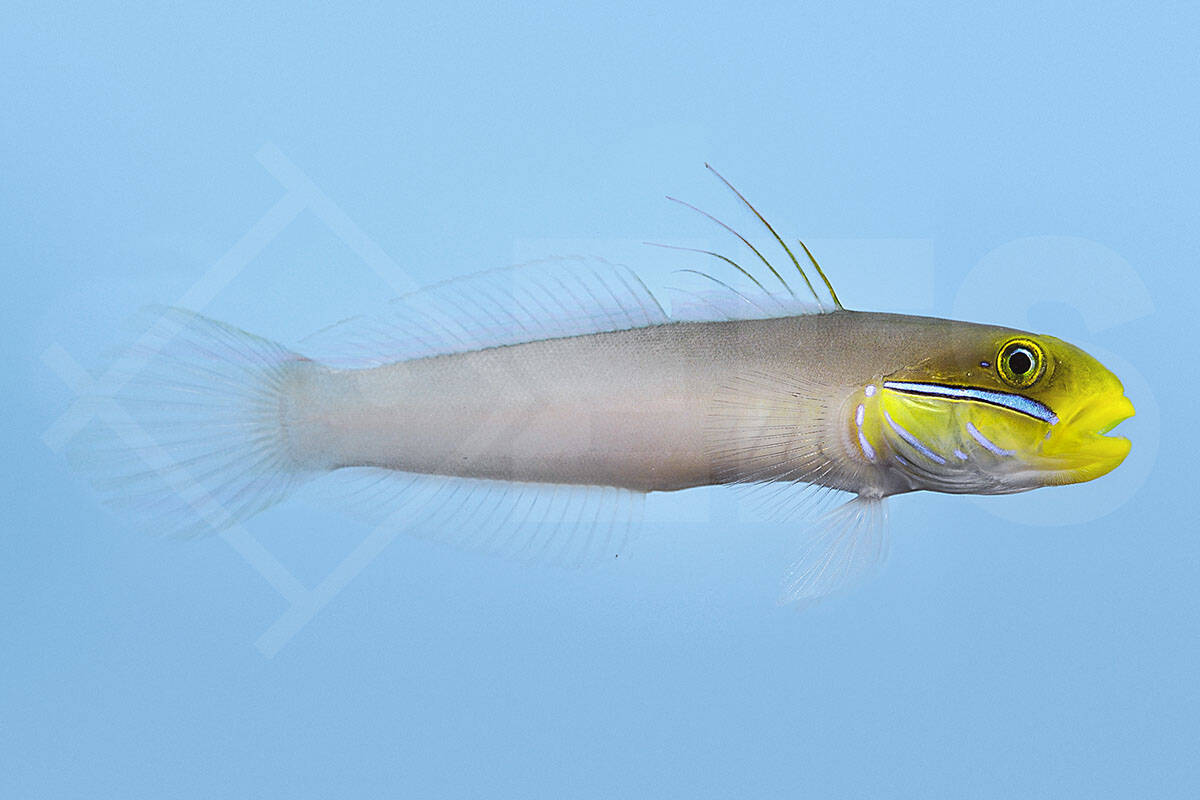 Valenciennea strigata - Goldstirn Schläfergrundel (5 - 7 cm)